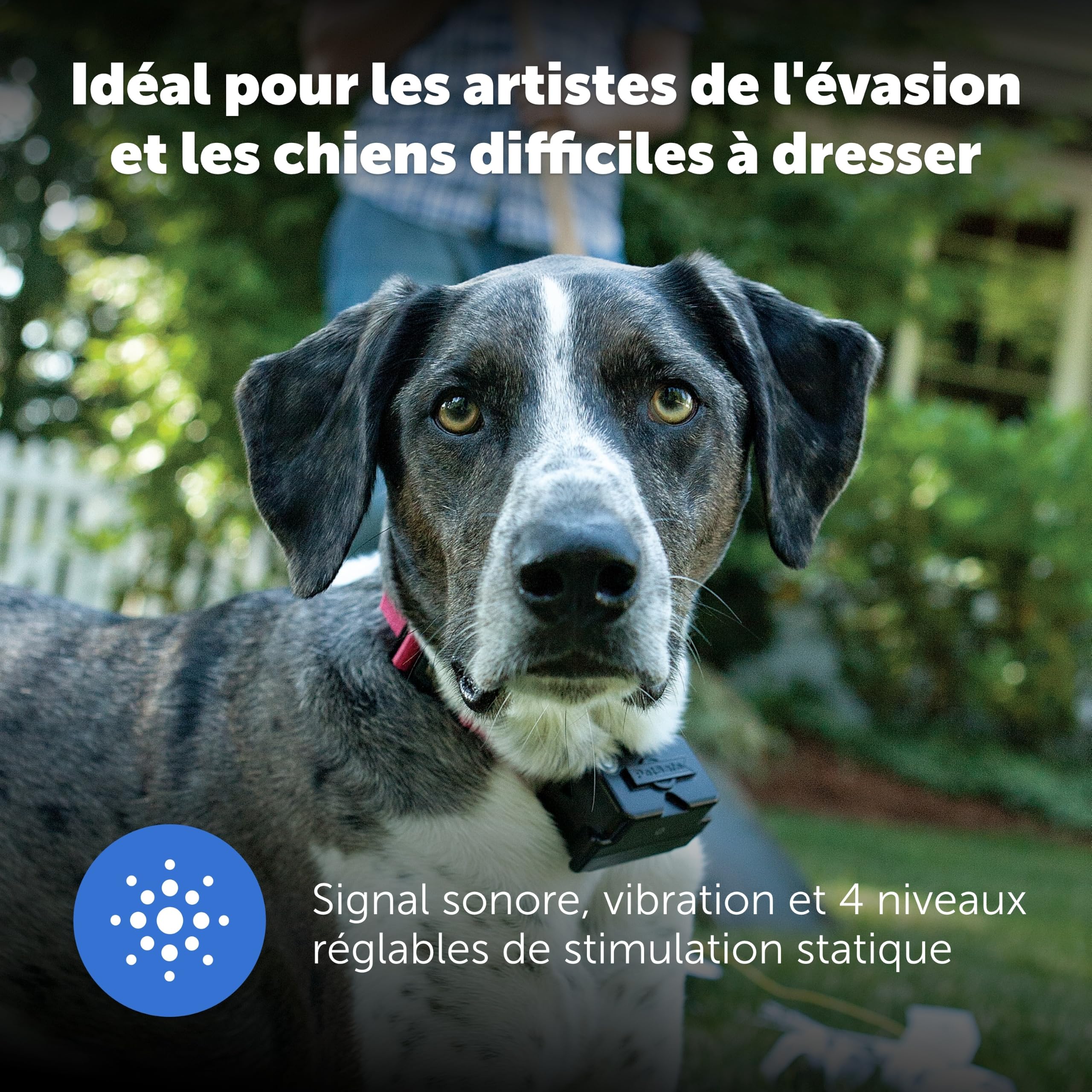 Clôture enterrée pour chien avec collier étanche fil périmétrique 5 niveaux de correction statique pour chiens têtus