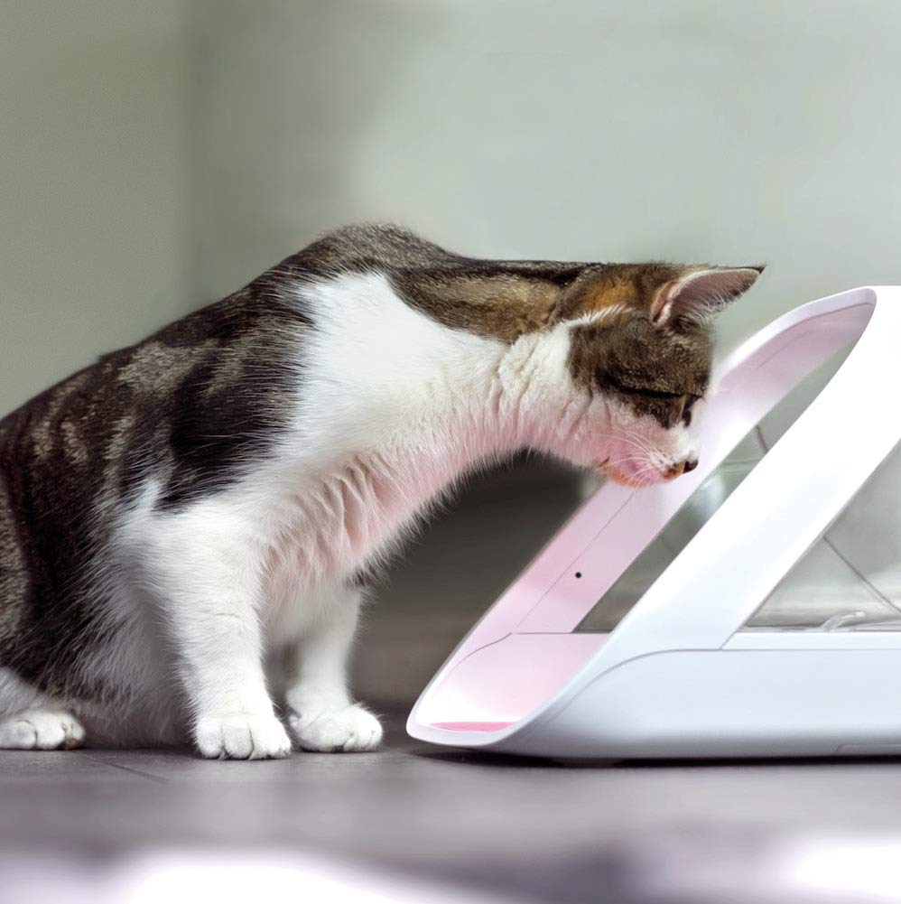 Mikrochip-Futterautomat mit App-Steuerung für Katzen, batteriebetrieben, für Nass- und Trockenfutter, weiß